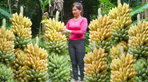 Собранный урожай бананов несу на продажу. Ухаживаю за садом из сахарного тростника. Нхат