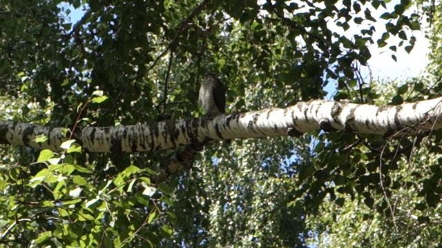 Наблюдаем за ястребом-перепелятником