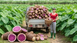 Собираю в лесу клубни таро и помидоры на ферме для продажи. Везу гусей в клетке продавать. Фуонг