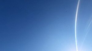 12.04.26 г. Андижанская порода голубей (1)