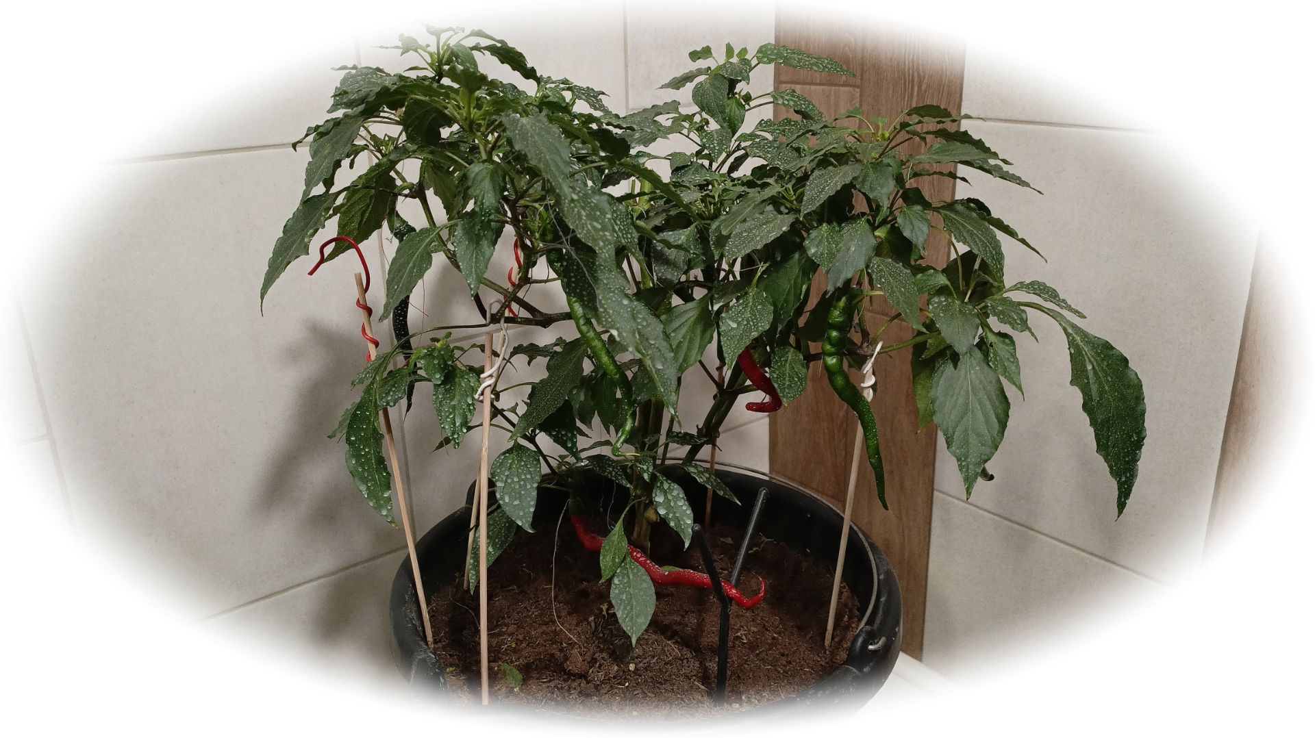 Острый Перец Kil bibe выращивание зимой и как я уменьшил его высоту.