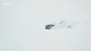 Best Snotcicle EverㅣSEALOOKㅣEP.19