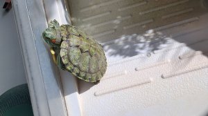 Играю в бс снова кст на аве видео черепашка моя