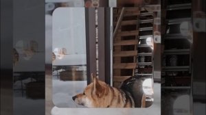 1000055828.mp4 (Собака наблюдает за устройством лестницы на 2-ой этаж в доме А-фрейм)