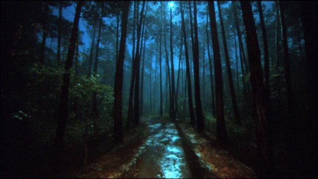 Endlight — dark forest path ⧸⧸ distant echoes for solitude