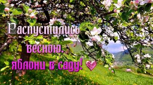 Распустились весною. яблони в саду (Авторская песня) - Музыкальный клип.