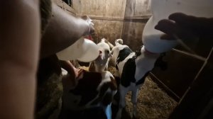 Кормим телят молоком