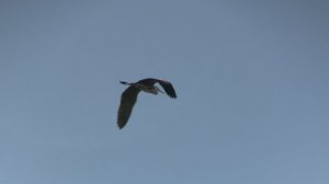 Море и летящие птицы.