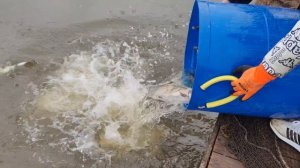 запуск форели