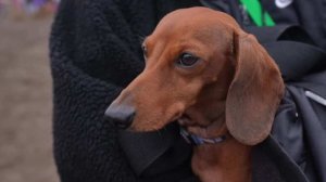 Кросс "Быстрый пес" с участием собак и их хозяев состоялся в Москве