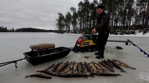 ЛАГЕРЬ В ТАЙГЕ. ПАЛАТКА С ПЕЧЬЮ В ЛЕСУ. ГОТОВИМ НА КОСТРЕ. ЩУКА КЛЮЕТ ДАЖЕ НОЧЬЮ. СОБАКА В ШОКЕ