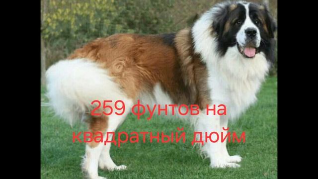 рубрика какая собака сильнее