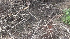 ОГОРОД💥    ОЧИСТКА💥     ПОДПИШИСЬ💯