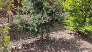 🌲Южный сад в апреле. 12.04.26. 🌳