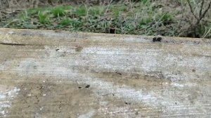 12 апреля.  ПОГИБАЮТ ПЧЕЛЫ ВОДОНОСЫ