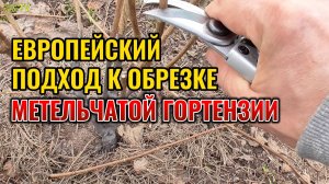 Попробуйте так обрезать МЕТЕЛЬЧАТУЮ ГОРТЕНЗИЮ и получите раннее обильное цветение 🌸