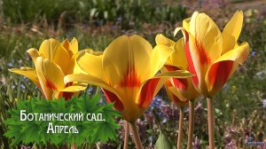 Ботанический сад. Апрель (2026)
