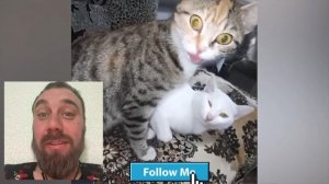 «Животные, которые вас рассмешат — моя реакция».