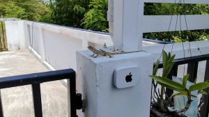 Охрана, никто не пройдёт!