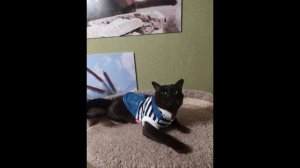 Памяти Жучка