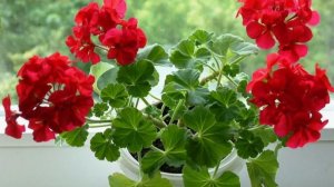 Комнатные цветы после зимы: 5 простых подкормок