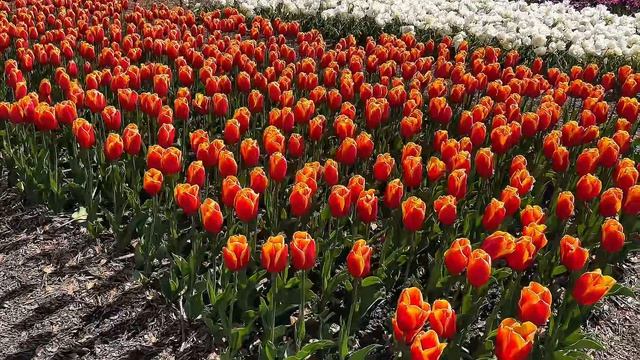 «ТЫ НЕ ПОВЕРИШЬ, НО ЭТО КРЫМ»: Бал тюльпанов в Никитском саду / пик цветения 2026