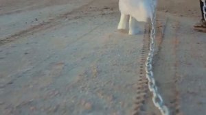 MELOVIN & Lama - Мені так треба Вітрила (НАОБОРОТ)