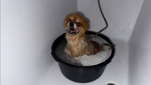 Сегодня у малышей банный день - все чистые, лучистые.