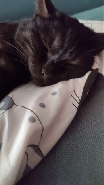 Спит котик сладкий мой смотреть онлайн