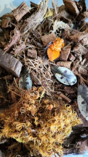 Тараканчики Gyna cafforyum пожирают морковку))