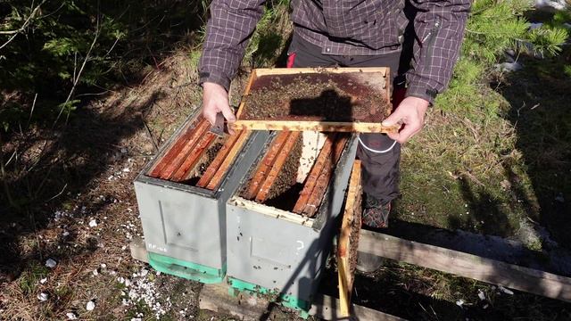 Весенняя корректировка гнезда пчел.в шестирамочниках.
