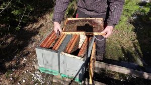 Весенняя корректировка гнезда пчел.в шестирамочниках.