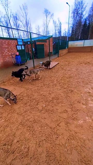 Элька  XS Калинка в Малинках... Запоминаем новеньких!  Приют в Малинках приютдляживотных собаки