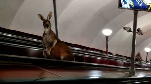 Спуск в метро...