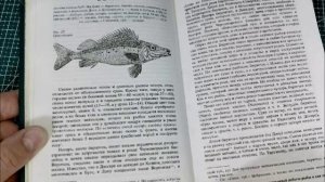 Ерш-носарь, известный как рыба бирючок.