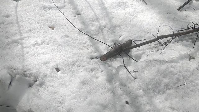 Эстетика грязного леса: человек и природа. Как солнце меняет эстетическое восприятие. Ландшафт 🏡