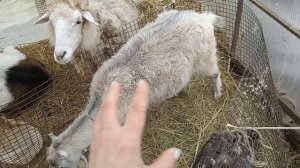 Козы родили,куры переехали...