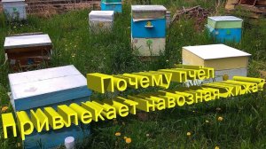 Навозная жижа — лучший друг пчёл? 😳 Ответ профессора Кашковского