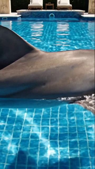 акула в бассейне