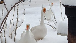 Залажила гусиное яйцо. Что перезимовало и мыши не съели. Фонарики.