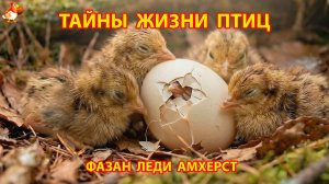 Тайны жизни птиц в природе – Фазан Леди Амхерст