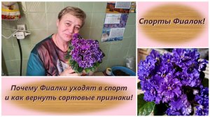 Спорты Фиалок! Почему Фиалки уходят в спорт и как вернуть сортовые признаки!
