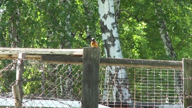 Самец горихвостки чистит перышки. Зеленушка ждет очередь в кормушку