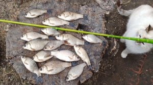 Сегодня порыбачил на короткую удочку🎣 Насадка тесто, прикормка дробленка. Клёв вялый.