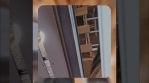 1000055843.mp4 (Собака наблюдает за устройством лестницы на 2-ой этаж в доме А-фрейм)