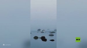 شاهد.. رقصة تزاوج البجع في خليج فنلندا