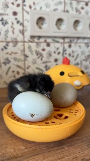 Пасхальное чудо!