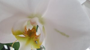 12.04.2026г. Свежие орхидеи в Лемана Про г. Ставрополь.