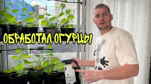 Влог! Сделали теплицу НА ТЕРРАСЕ! Боремся с белокрылой