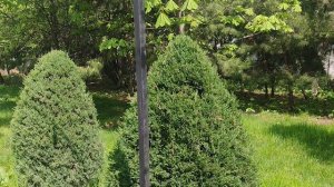 Душанбе 04-04-2026 Ботанический сад, Амфитеатр Ирам ⛪🇹🇯